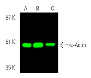 Actin Antibody 1A4 SCBT Santa Cruz Biotechnology