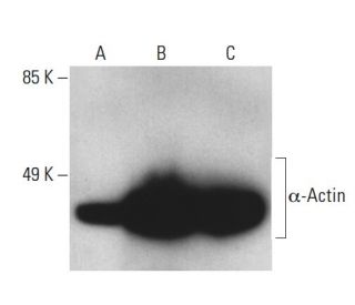 Anti-α-Actin Antibody (1A4) | SCBT - Santa Cruz Biotechnology