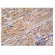 α-Actin Antibody (Alpha Sr-1) - Immunohistochemistry - Image 157173 