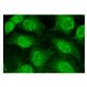 α-actinin-4 Antibody (D-3) - Immunofluorescence - Image 301917 