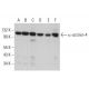 western blotting image from recommended α-actinin-4 (G-4) monoclonal antibody replacement. Image 380776