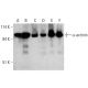 western blotting image from recommended α-actinin (H-2) monoclonal antibody replacement. Image 384018