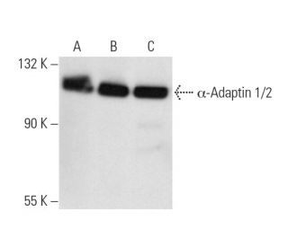&alpha;-Adaptin 1/2 Antibody (100/2) - Western Blotting - Image 14626 