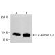 α-Adaptin 1/2 Antibody (100/2) - Western Blotting - Image 413193