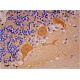 α-Adaptin 1/2 Antibody (AP.6) - Immunohistochemistry - Image 293330 