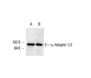 &alpha;-Adaptin 1/2 Antibody (AP.6) - Western Blotting - Image 9546 