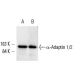 α-Adaptin 1/2 Antibody (AP.6) - Western Blotting - Image 9546 