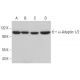 western blotting image from recommended α-Adaptin 1/2 (C-8) monoclonal antibody replacement. Image 380871