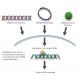 alpha-Adaptin 1/2 siRNA and shRNA Plasmids (h) - RNAi-directed mRNA Cleavage 