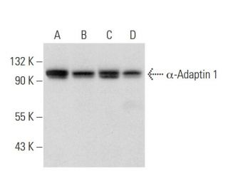&alpha;-Adaptin 1 Antibody (C-5) - Western Blotting - Image 300465 