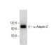 α-Adaptin 2 Antibody (A-8) - Western Blotting - Image 285056 
