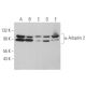 α-Adaptin 2 Antibody (A-8) - Western Blotting - Image 363430