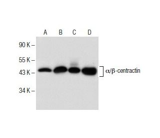 Î+/-/Î2-centractin Antibody (A-7): sc-376010