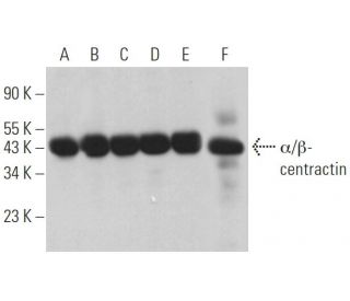 &alpha;/&beta;-centractin Antibody (A-7) - Western Blotting - Image 367514 