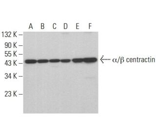 &alpha;/&beta; centractin Antibody (E-5) - Western Blotting - Image 378052 