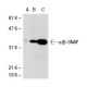 α/β-SNAP Antibody (16D1) - Western Blotting - Image 31615