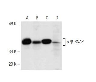 &alpha;/&beta;-SNAP Antibody (16D1) - Western Blotting - Image 67303 