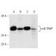 α/β-SNAP Antibody (16D1) - Western Blotting - Image 67303 