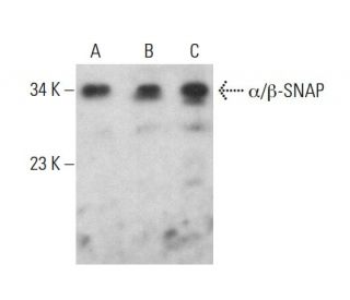 &alpha;/&beta;-SNAP Antibody (A-3) - Western Blotting - Image 375486 