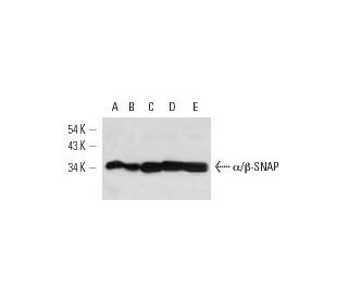 A B Snap Antibody G 3 Scbt Santa Cruz Biotechnology