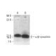 western blotting image from recommended alpha/beta Synuclein (Syn 202) monoclonal antibody replacement. Image 350708