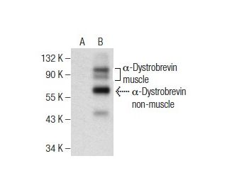 &alpha;-Dystrobrevin Antibody (F-6) - Western Blotting - Image 159250