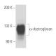 α-dystroglycan Antibody (2237E2D1) - Western Blotting - Image 15779