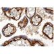 immunohistochemistry image from recommended α-dystroglycan (IIH6) monoclonal antibody replacement. Image 156885