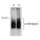 α-dystroglycan Antibody (IIH6C4) - Western Blotting - Image 149590