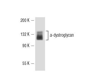 &alpha;-dystroglycan Antibody (VIA4<sub>1</sub>) - Western Blotting - Image 15780 