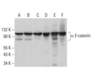 western blotting image from recommended &alpha; E-catenin (G-11) monoclonal antibody replacement. Image 380897