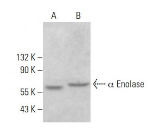 &alpha; Enolase Antibody (28) - Western Blotting - Image 378002 