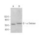 α Enolase Antibody (28) - Western Blotting - Image 378002 