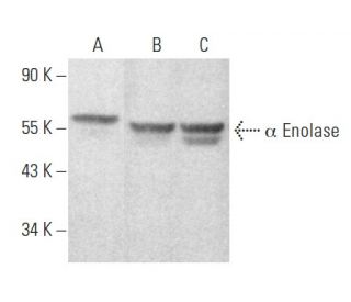 &alpha; Enolase Antibody (9) - Western Blotting - Image 354504 