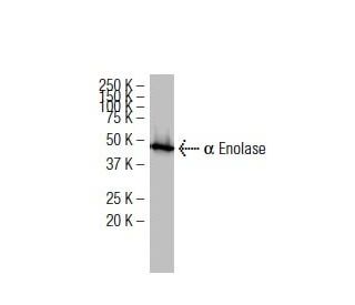 &alpha; Enolase Antibody (L-27) - Western Blotting - Image 34186 
