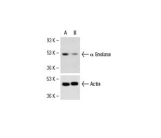 alpha Enolase siRNA (h): sc-35310. Western blot analysis of alpha ... 