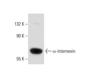 &alpha;-internexin Antibody (2E3) - Western Blotting - Image 134950 