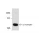 α-internexin Antibody (2E3) - Western Blotting - Image 134950 