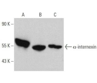 &alpha;-internexin Antibody (G-9) - Western Blotting - Image 359384 