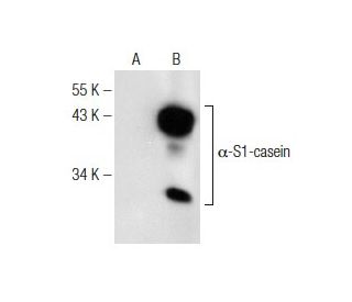&alpha;-S1-casein Antibody (D-10) - Western Blotting - Image 146504