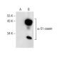 α-S1-casein Antibody (D-10) - Western Blotting - Image 146504