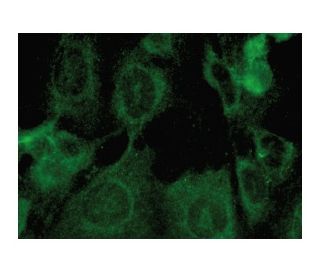 &alpha;-S1-casein Antibody (D-12) - Immunofluorescence - Image 149285 