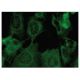 α-S1-casein Antibody (D-12) - Immunofluorescence - Image 149285 