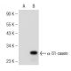 α-S1-casein Antibody (D-12) - Western Blotting - Image 146367 
