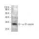 α-S1-casein Antibody (D-12) - Western Blotting - Image 376944