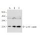 α-S1-casein Antibody (D-8) - Western Blotting - Image 160778 