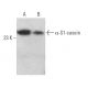 α-S1-casein Antibody (D-8) - Western Blotting - Image 366086