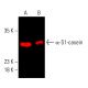 α-S1-casein Antibody (D-8) - Western Blotting - Image 403962 