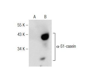 &alpha;-S1-casein Antibody (H-5) - Western Blotting - Image 146506