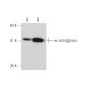 α-sarcoglycan Antibody (C-12) - Western Blotting - Image 344630